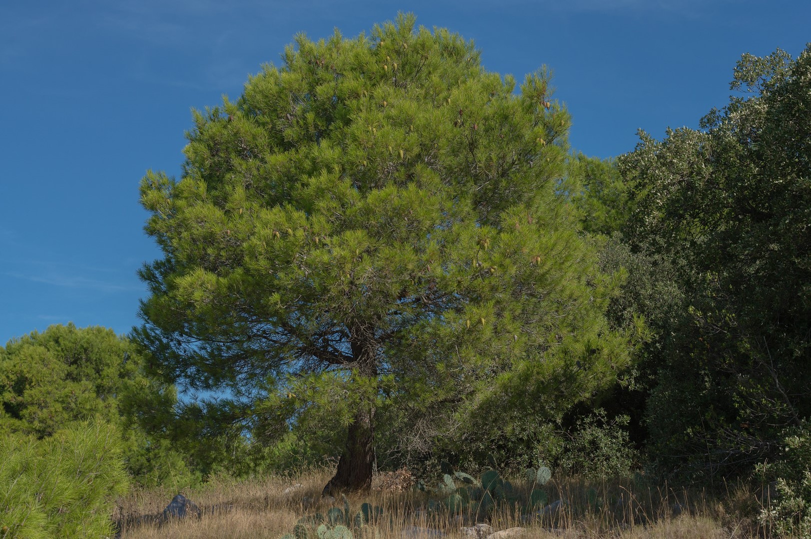 Pinus halepensis - Aleppo / Jerusalem Pine Seeds