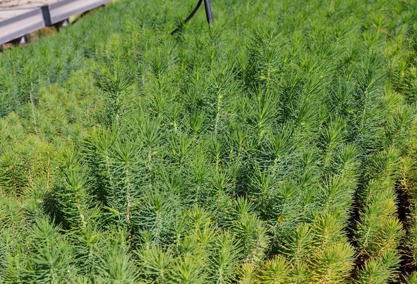 Pinus halepensis - Aleppo / Jerusalem Pine Seeds