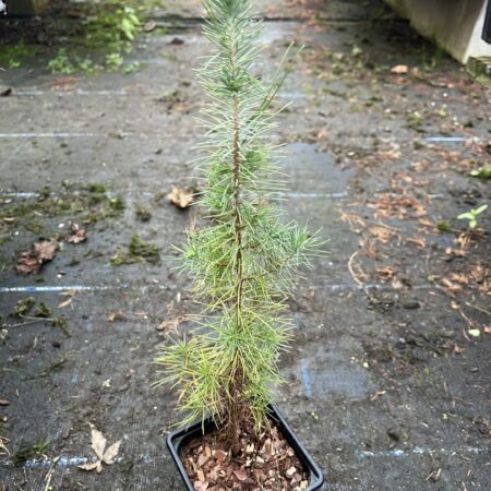 Aleppo Pine - Pinus halepensis