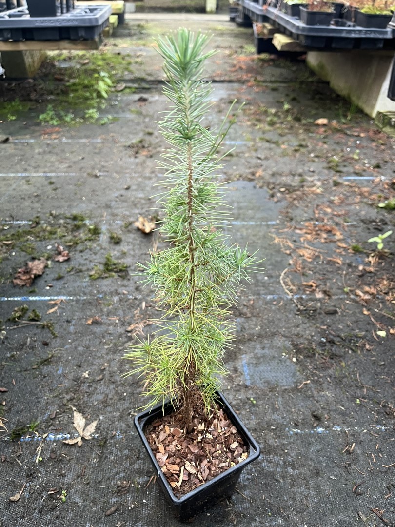 Aleppo Pine - Pinus halepensis