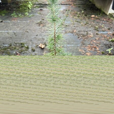 Aleppo Pine 20/40cm (P9)