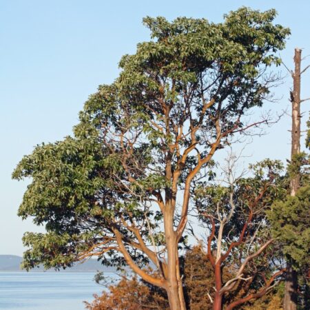 Arbutus menziesii - Pacific Madrone (1)