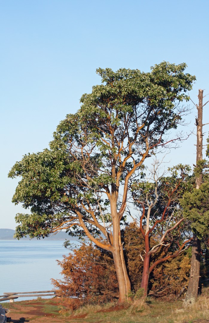 Arbutus menziesii - Pacific Madrone (1)
