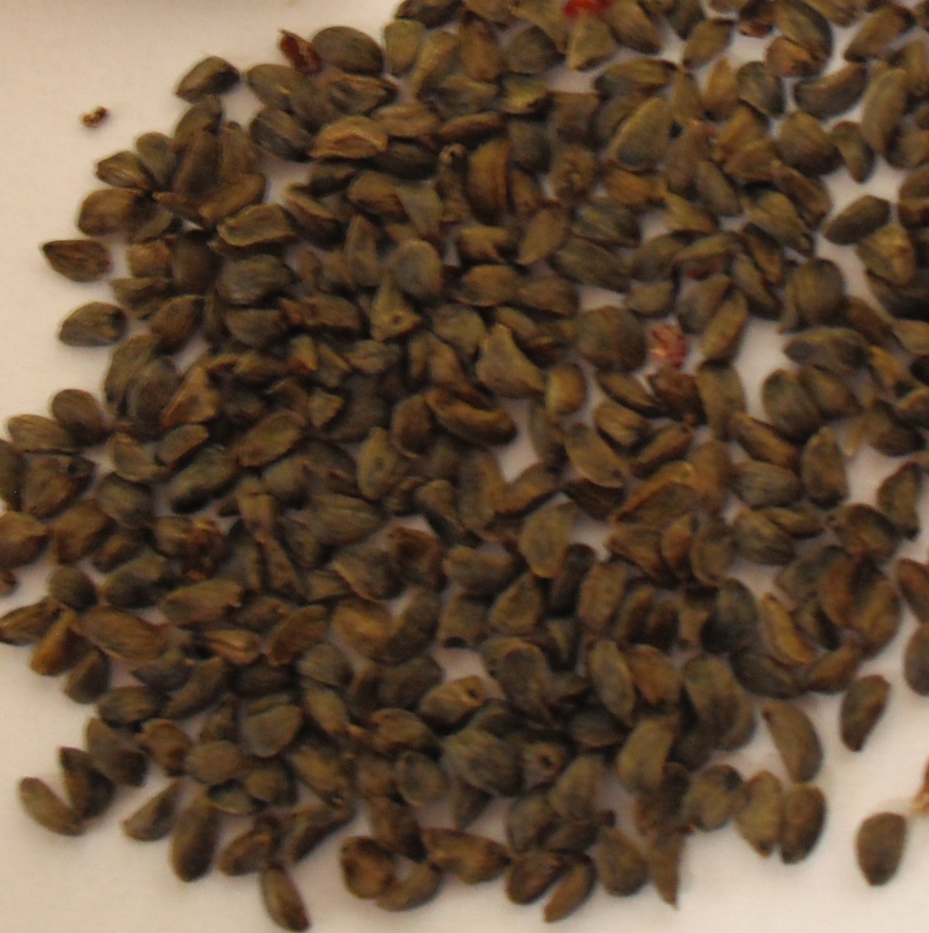 Arbutus menziesii - Pacific Madrone Seed