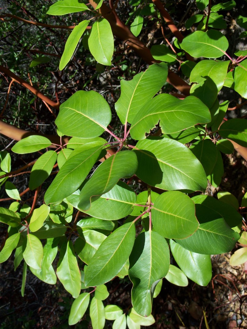 Pacific Madrone Seeds - Image 6