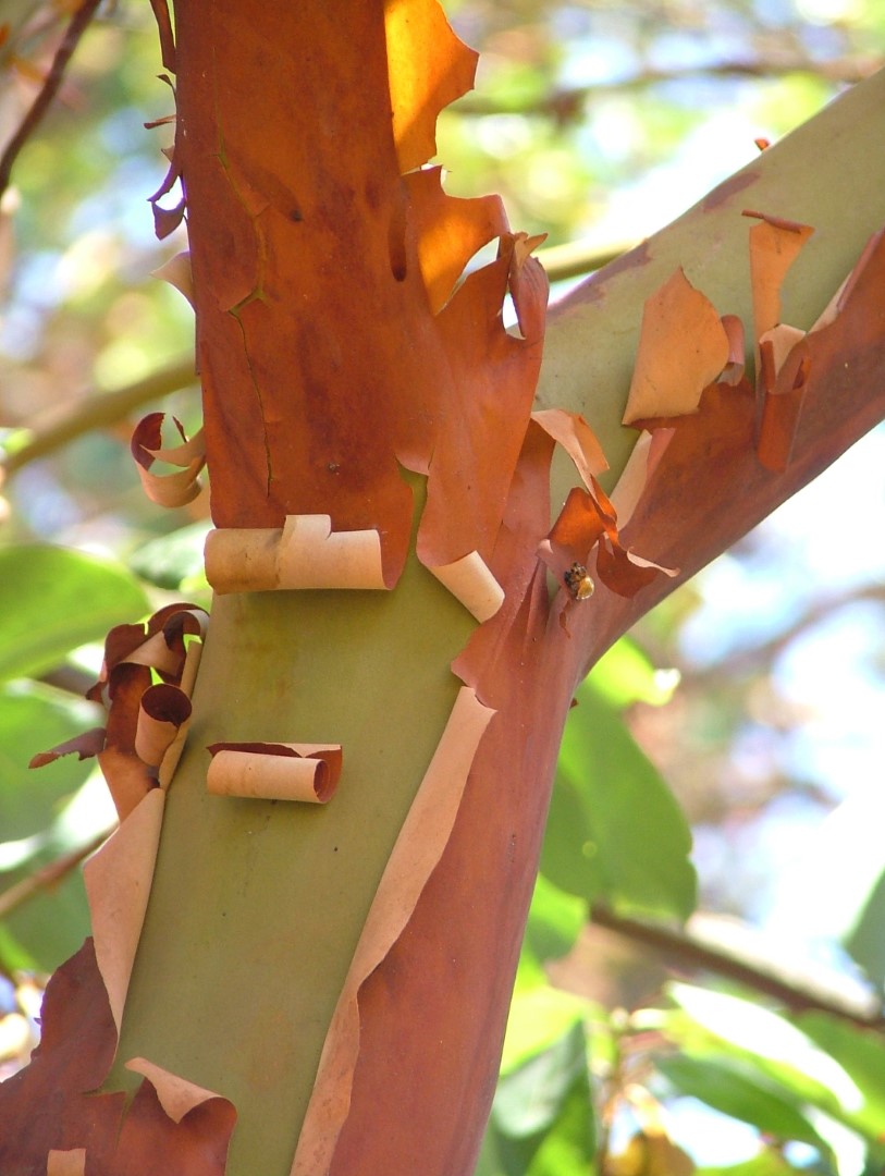 Pacific Madrone Seeds - Image 8