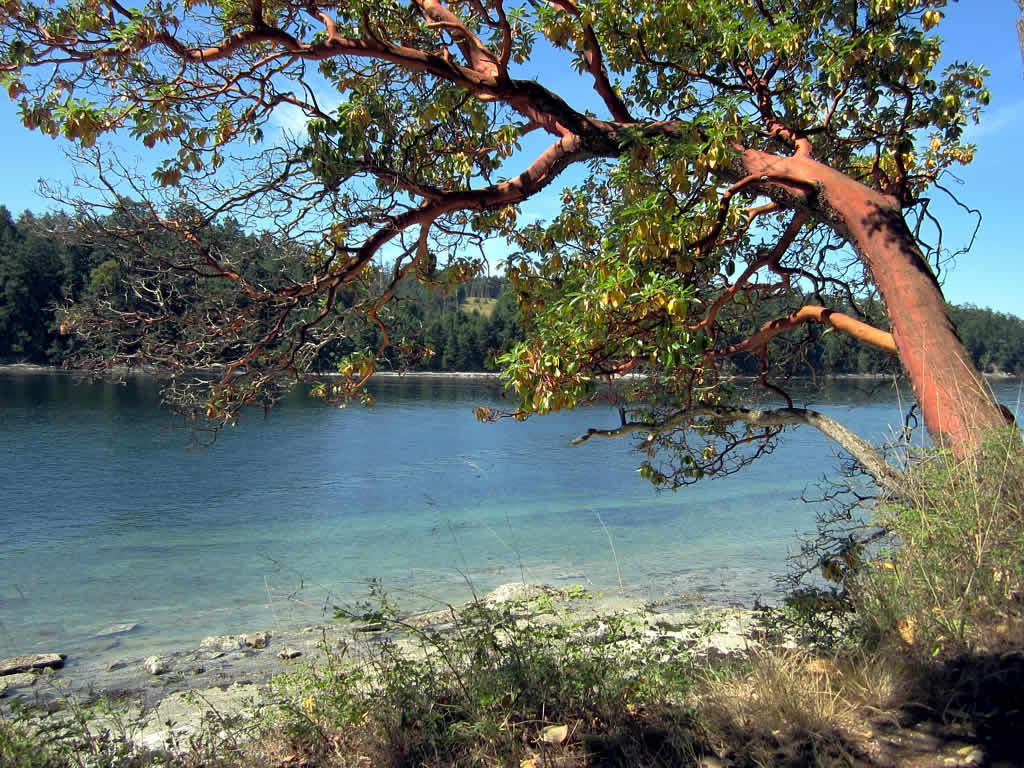Pacific Madrone Seeds - Image 5