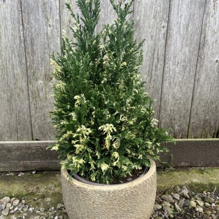 Lawson Cypress 'Fleckellwood' 20/40cm (3L)