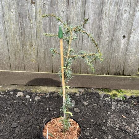 Cedrus libani - Cedar of Lebanon 'Blue Fountain' 2040cm (5L)