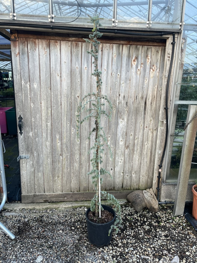Blue Atlas Cedar 'Glauca Pendula' 200/250cm (20L) - Image 2