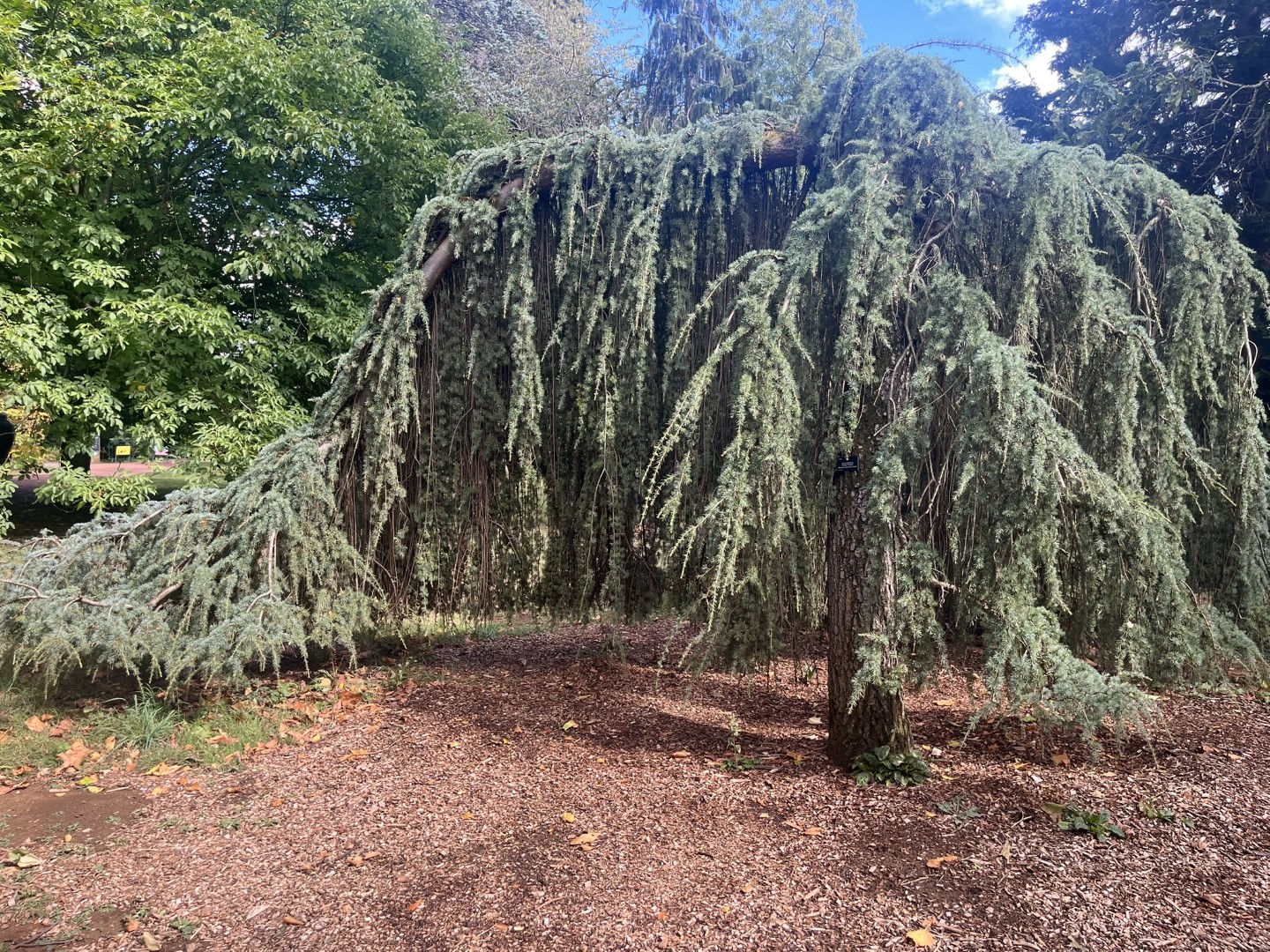 Blue Atlas Cedar 'Glauca Pendula' 200/250cm (20L) - Image 6