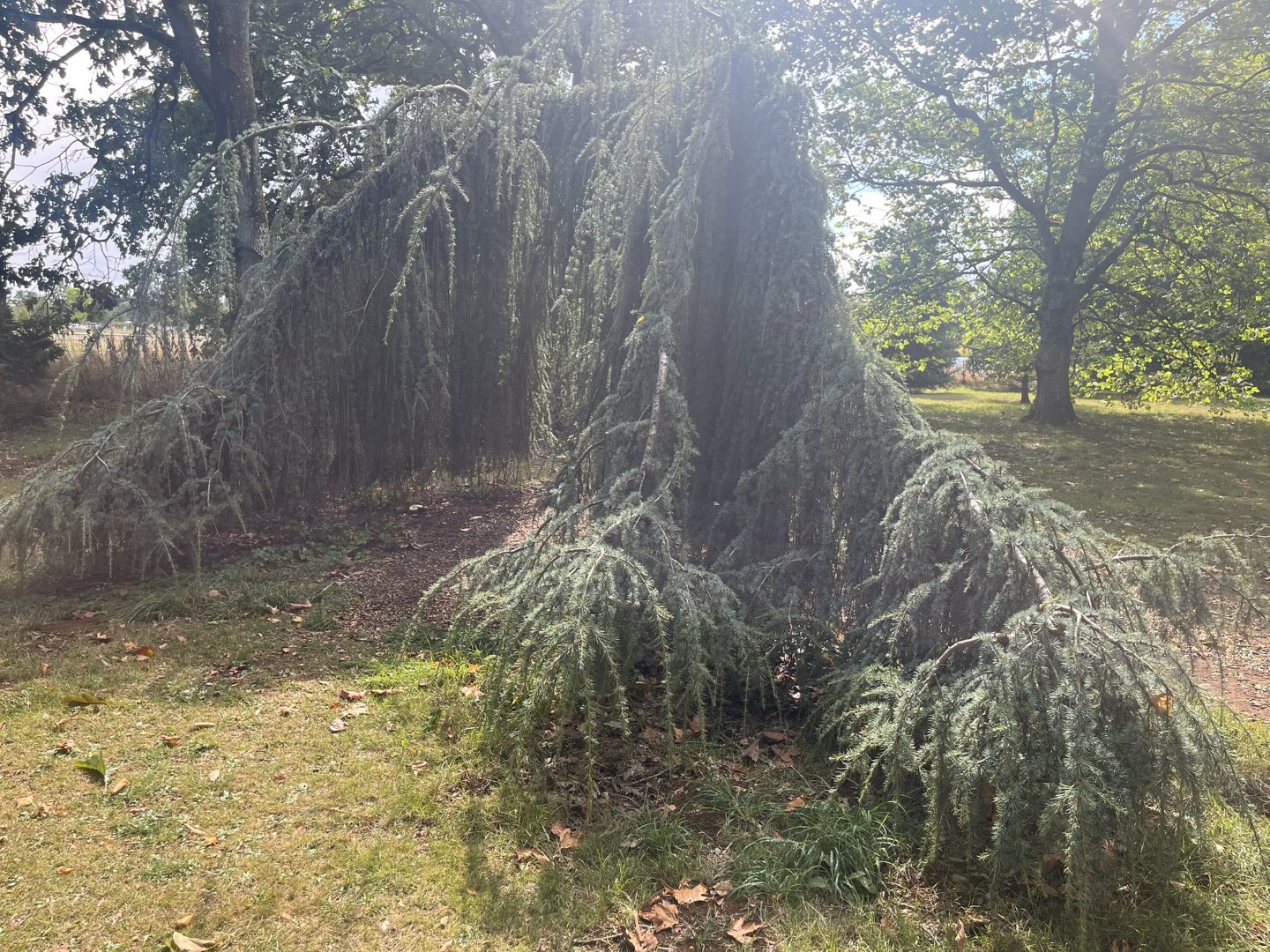 Blue Atlas Cedar 'Glauca Pendula' 200/250cm (20L) - Image 5