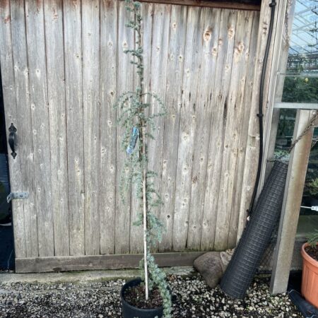 Blue Atlas Cedar 'Glauca Pendula' 200/250cm (20L)