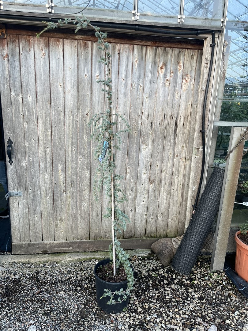 Blue Atlas Cedar 'Glauca Pendula' 200/250cm (20L)