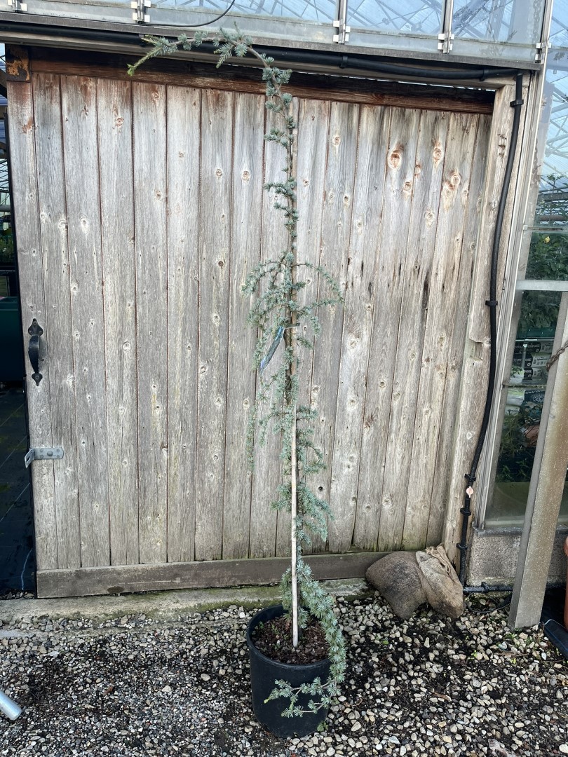 Blue Atlas Cedar 'Glauca Pendula' 200/250cm (20L) - Image 4