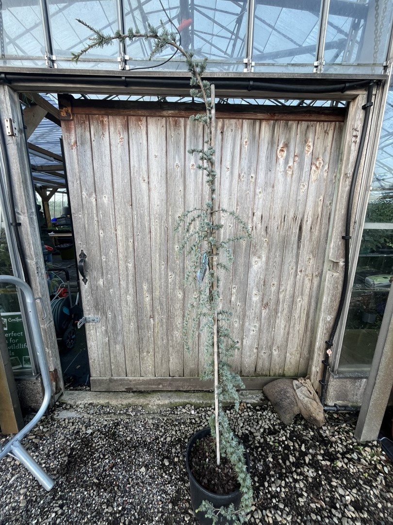 Blue Atlas Cedar 'Glauca Pendula' 200/250cm (20L) - Image 3