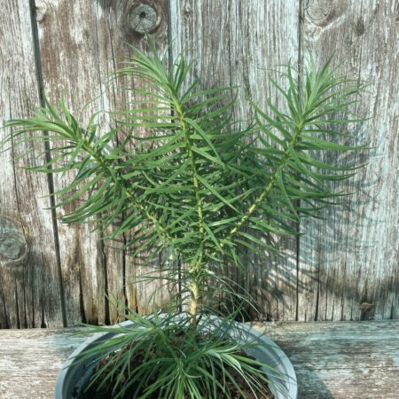 China Fir 20/40cm (2L)
