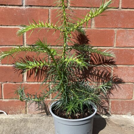 China Fir 40/60cm (2L)