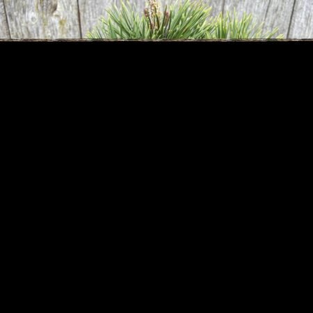 Dwarf Mountain Pine 'Palmeter' 20/30cm (2L)