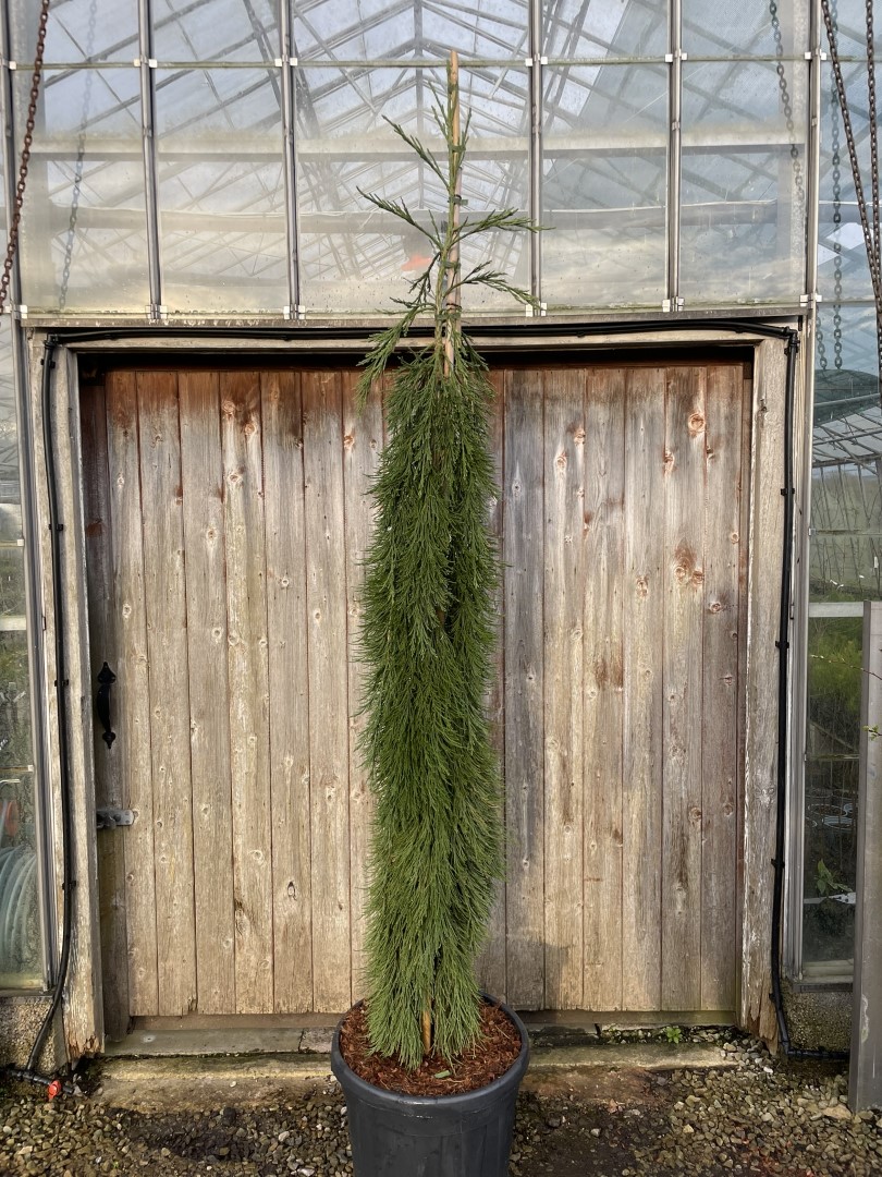 Sequoiadendron giganteum - Giant Redwood 'Pendulum' 200/250cm (45L)