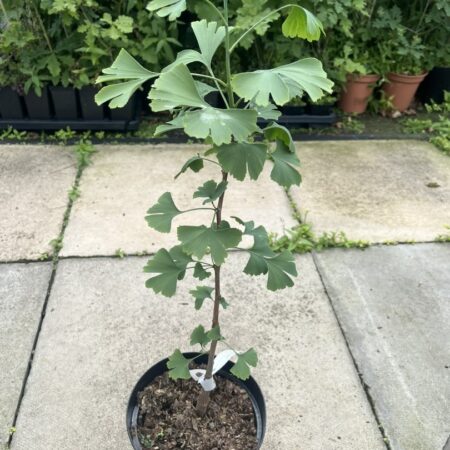 Ginkgo biloba - Maidenhair Tree