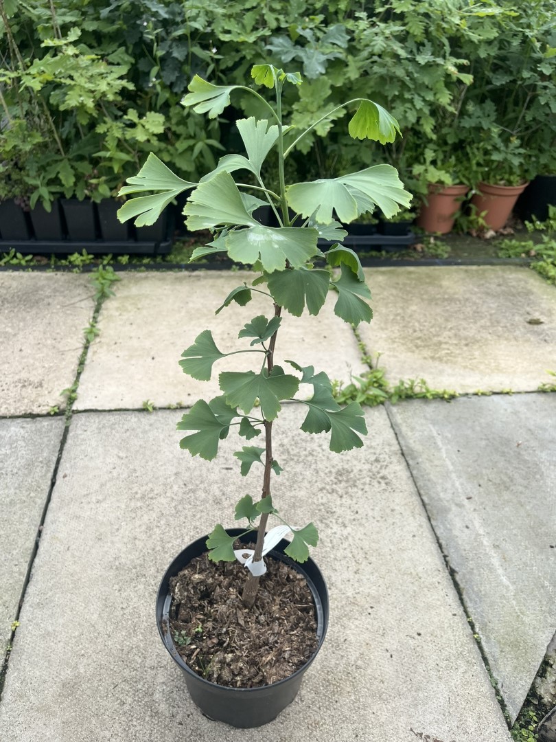 Ginkgo biloba - Maidenhair Tree