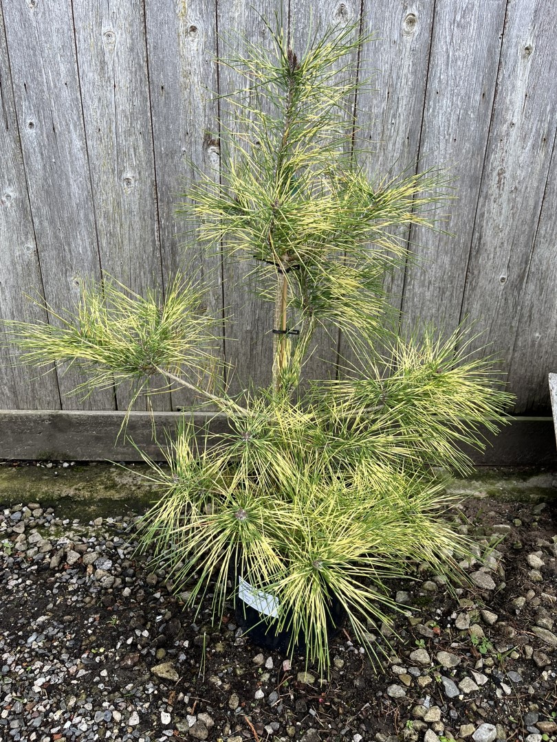 Japanese Red Pine 'Golden Ghost' 60/80cm (5L) - Image 4