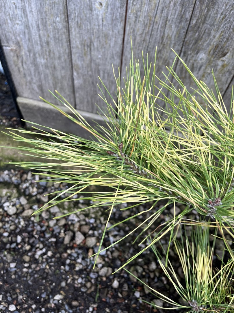 Japanese Red Pine 'Golden Ghost' 60/80cm (5L) - Image 2