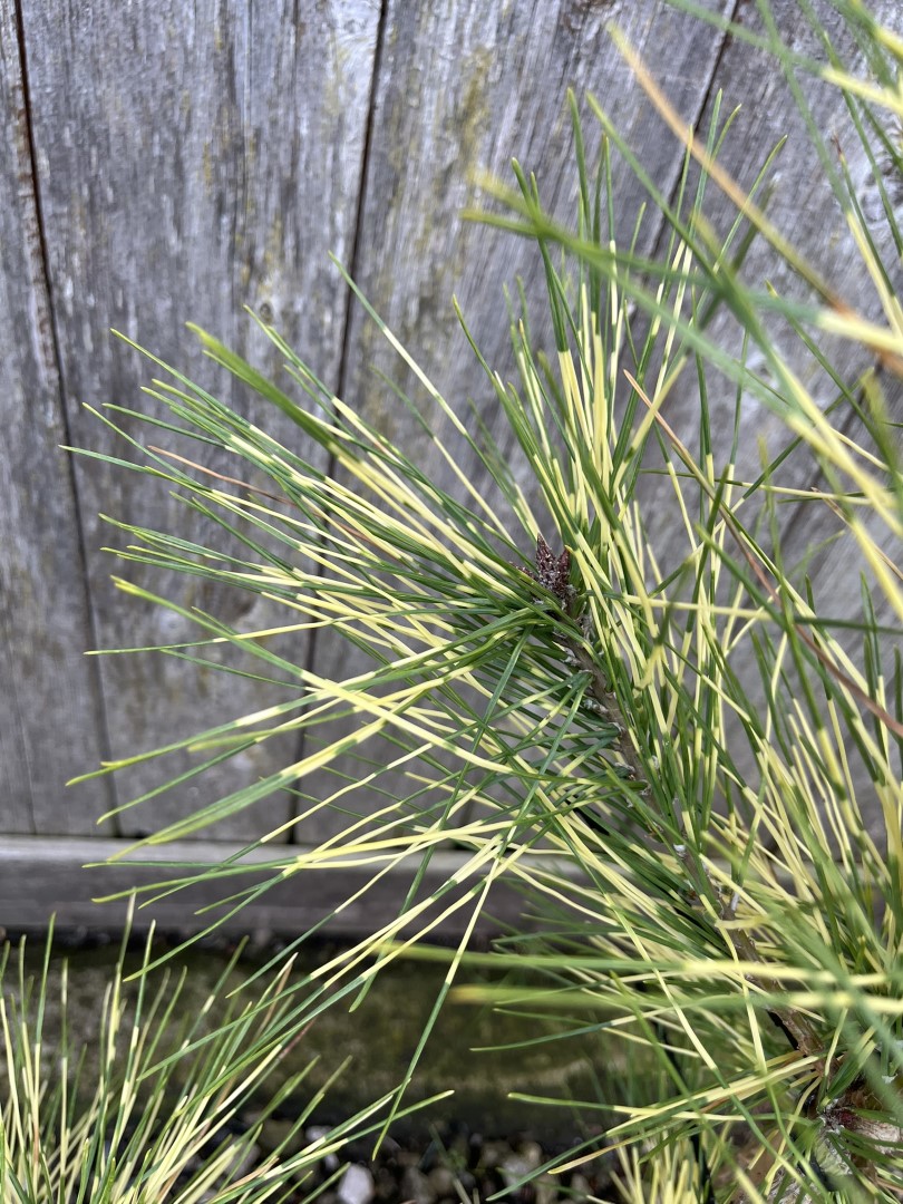 Japanese Red Pine 'Golden Ghost' 60/80cm (5L) - Image 3