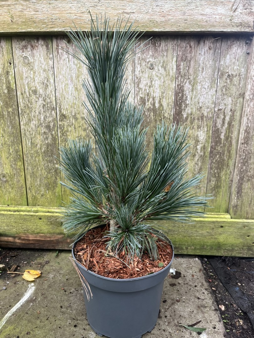 Limber Pine 'Vanderwolf's Pyramid' 40/60cm (5L) - Image 3