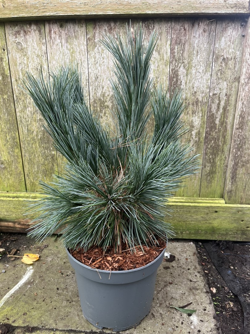 Limber Pine 'Vanderwolf's Pyramid' 40/60cm (5L) - Image 2