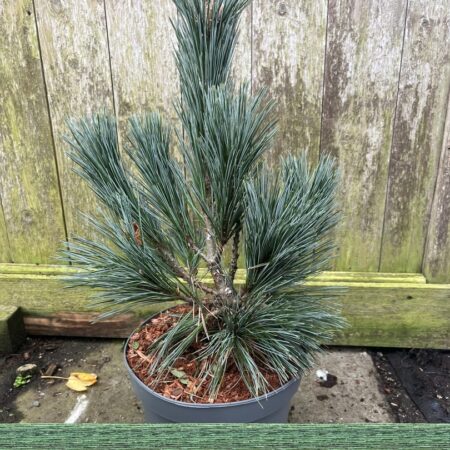Limber Pine - 'Vanderwolf's Pyramid' - Pinus flexilis