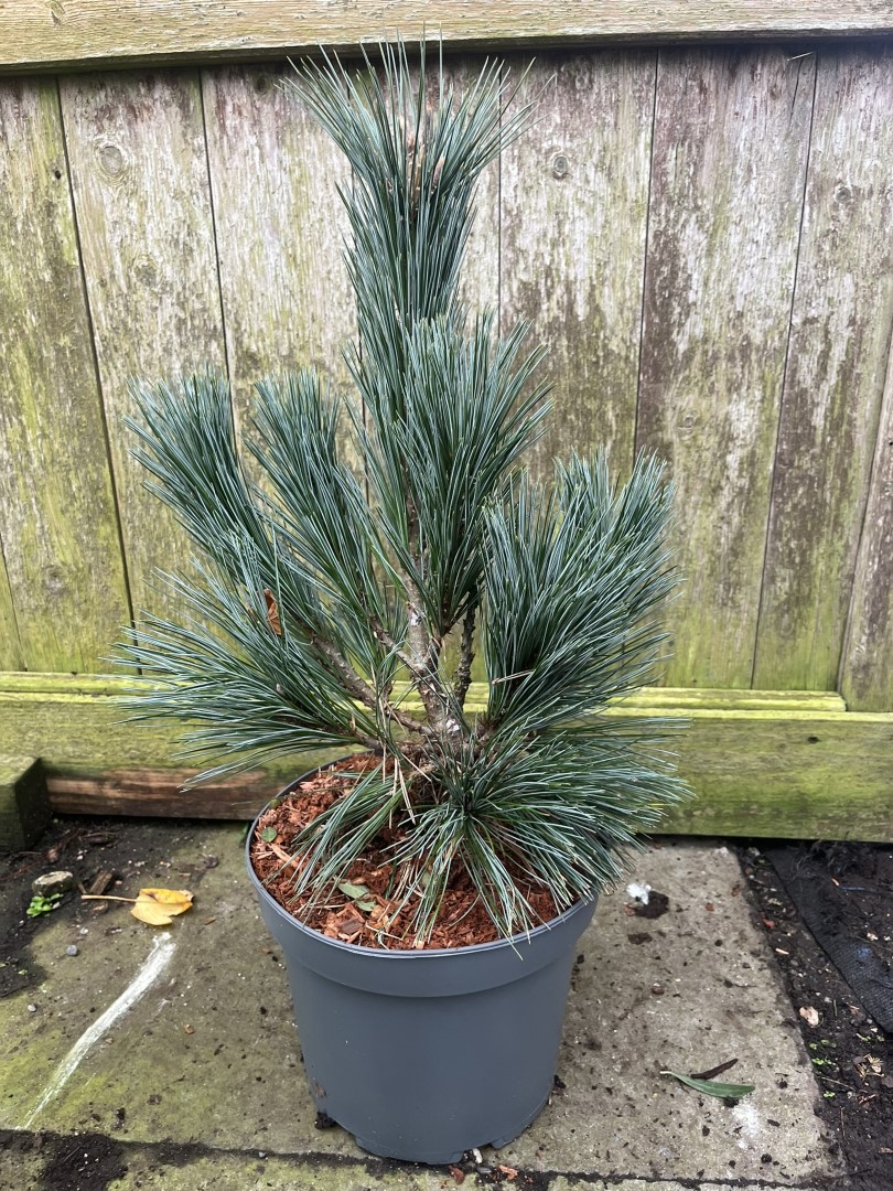 Limber Pine - 'Vanderwolf's Pyramid' - Pinus flexilis