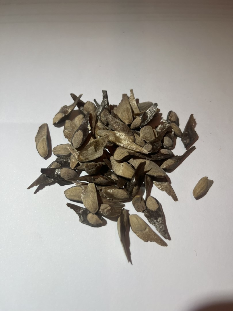 Long leaf Pine Seeds - Image 2