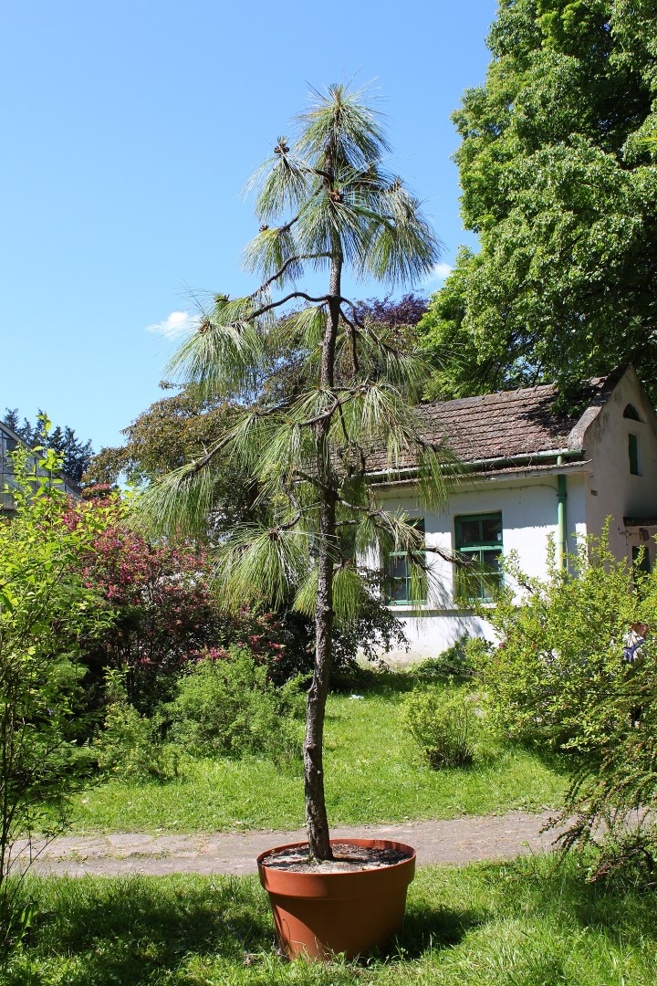 Long leaf Pine Seeds - Image 6