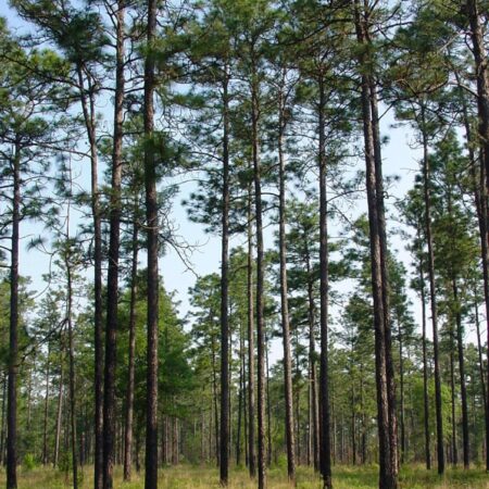 Long leaf Pine Seeds