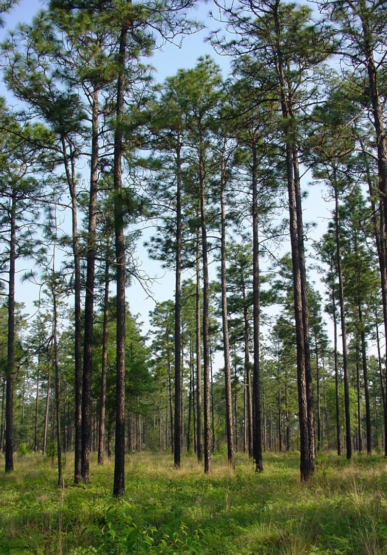 Long leaf Pine Seeds