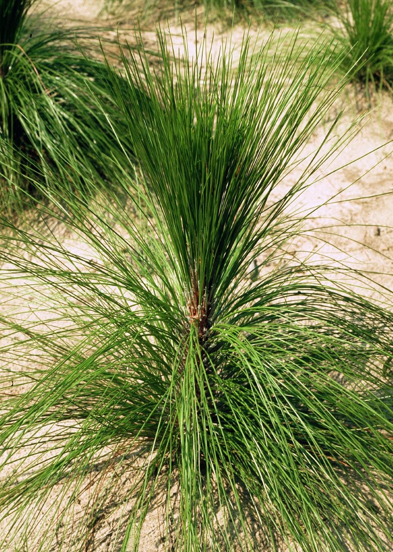 Long leaf Pine Seeds - Image 5