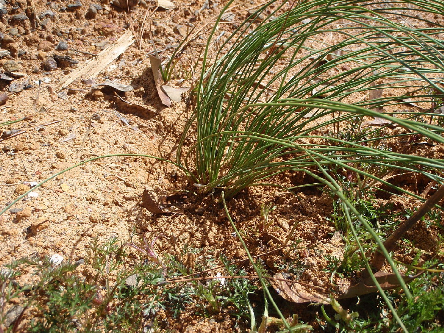 Long leaf Pine Seeds - Image 4