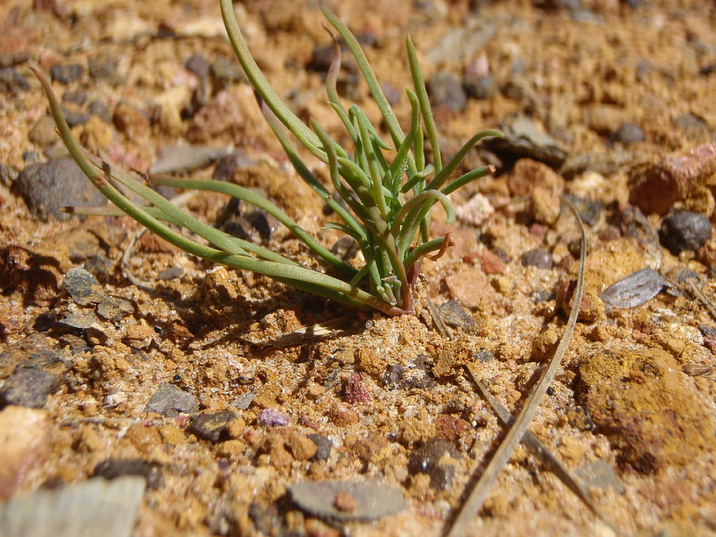 Long leaf Pine Seeds - Image 3