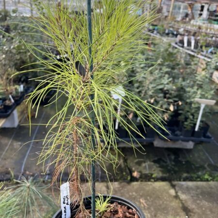 Masson's Pine 20/40cm - Pinus massoniana
