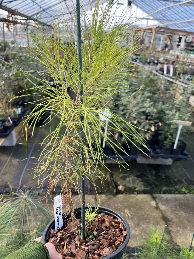 Masson's Pine 20/40cm - Pinus massoniana