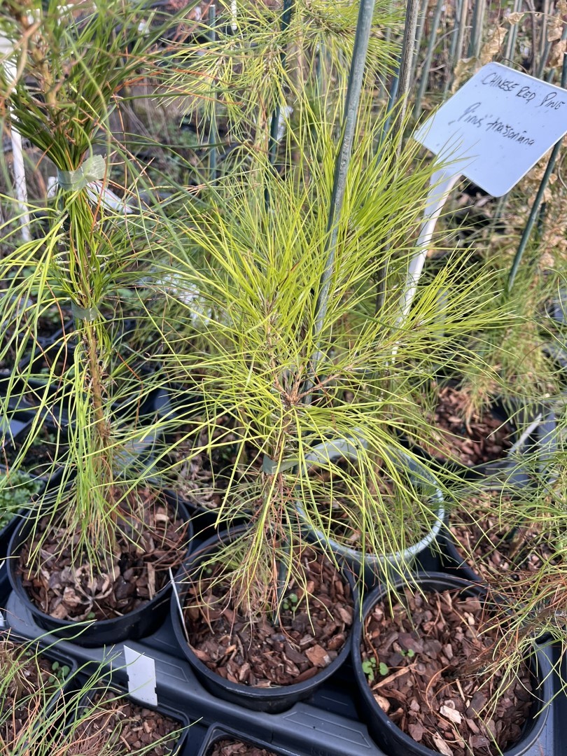 Masson's Pine 20/40cm - Pinus massoniana
