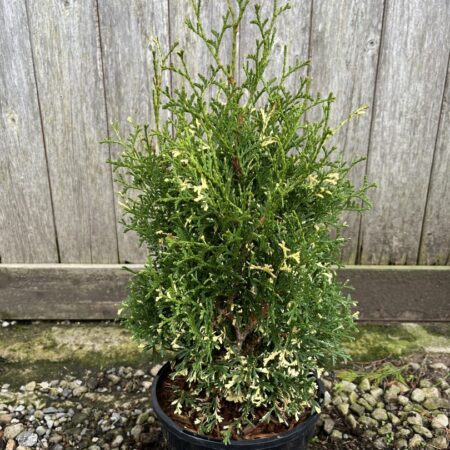 Northern White Cedar 'Konfettii' 20/40cm (3L)