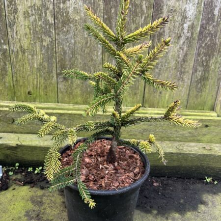 Oriental Spruce 'Skylands' 20/40cm (2L)