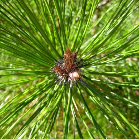 Pinus densata - Sikang Gaoshan Pine Tree Seeds