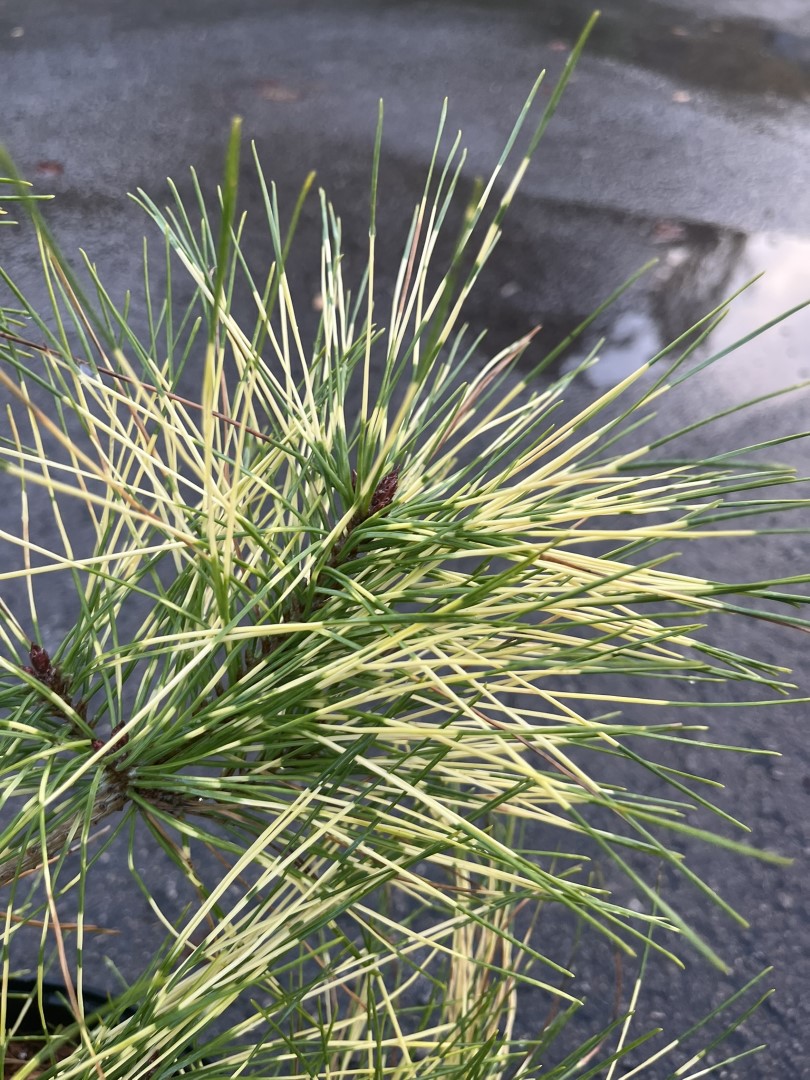 Japanese Red Pine 'Golden Ghost' 60/80cm (5L) - Image 6