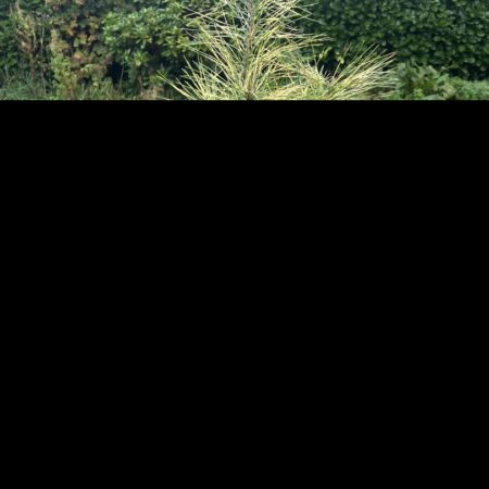 Japanese Red Pine 'Golden Ghost' 60/80cm (5L)