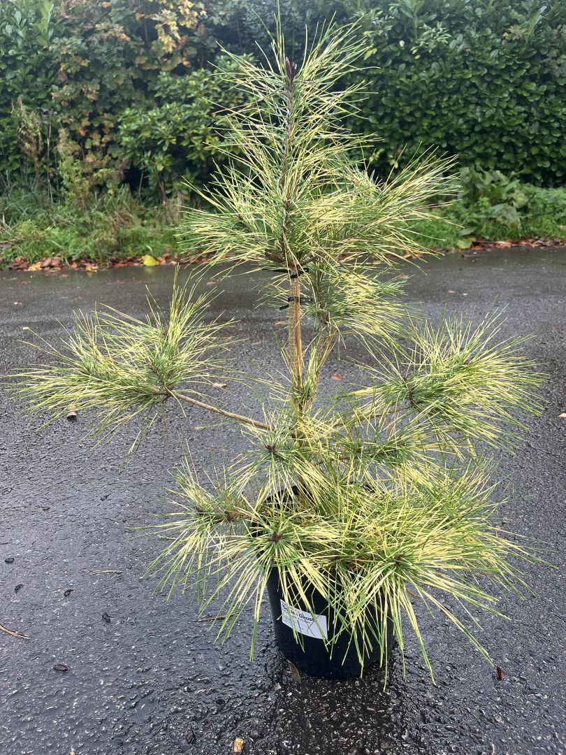Japanese Red Pine 'Golden Ghost' 60/80cm (5L)