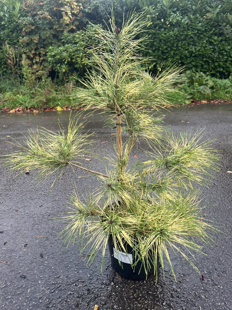 Japanese Red Pine 'Golden Ghost' 60/80cm (5L) - Image 7